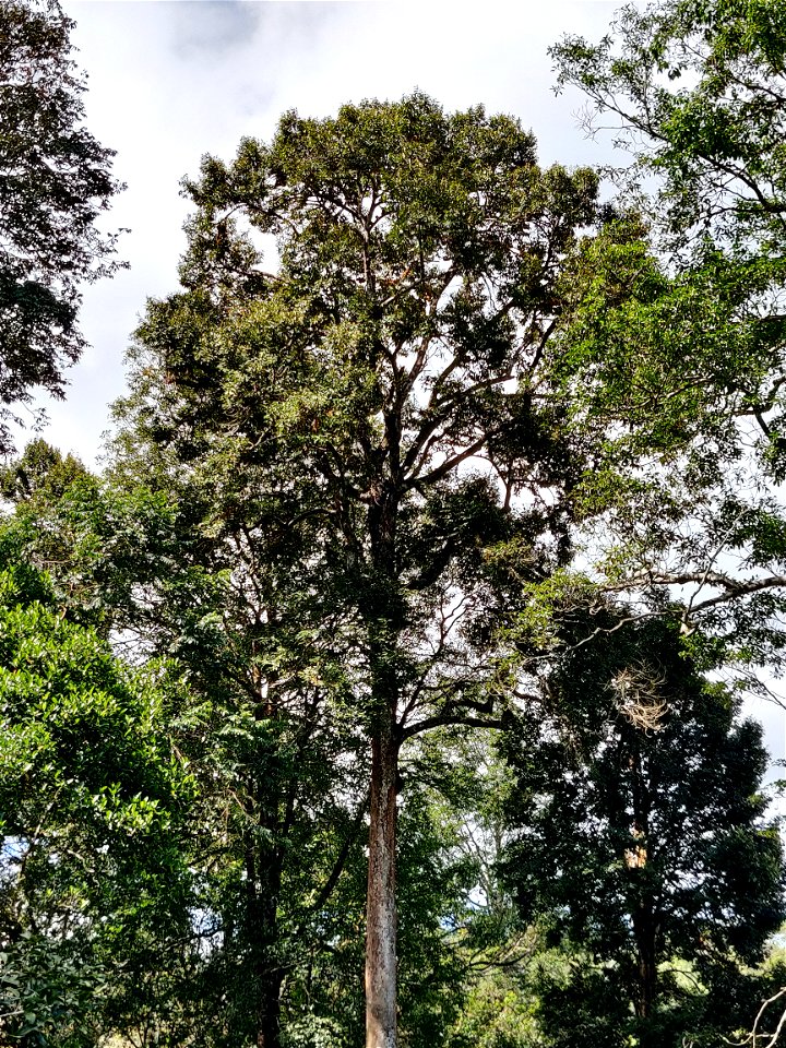 Cullenia exarillata tree in the Anamalai Hills, India