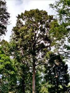 Cullenia exarillata tree in the Anamalai Hills, India