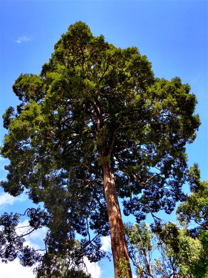 Cullenia exarillata tree in the Anamalai Hills, India
