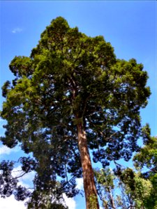 Cullenia exarillata tree in the Anamalai Hills, India
