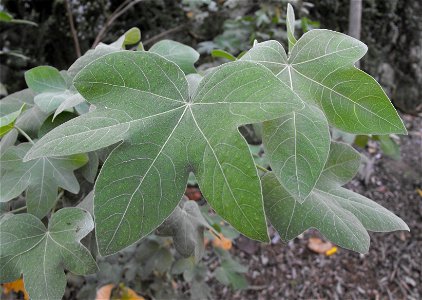 Gossypium tomentosum at the San Diego Zoo, California, USA. Identified by sign. photo