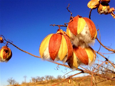 wildflower seed capsule boll outback nature (Australia)