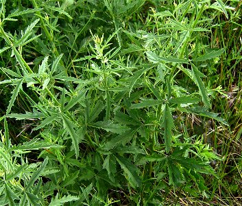 Althaea cannabina in the wild, Castelltallat, Catalonia