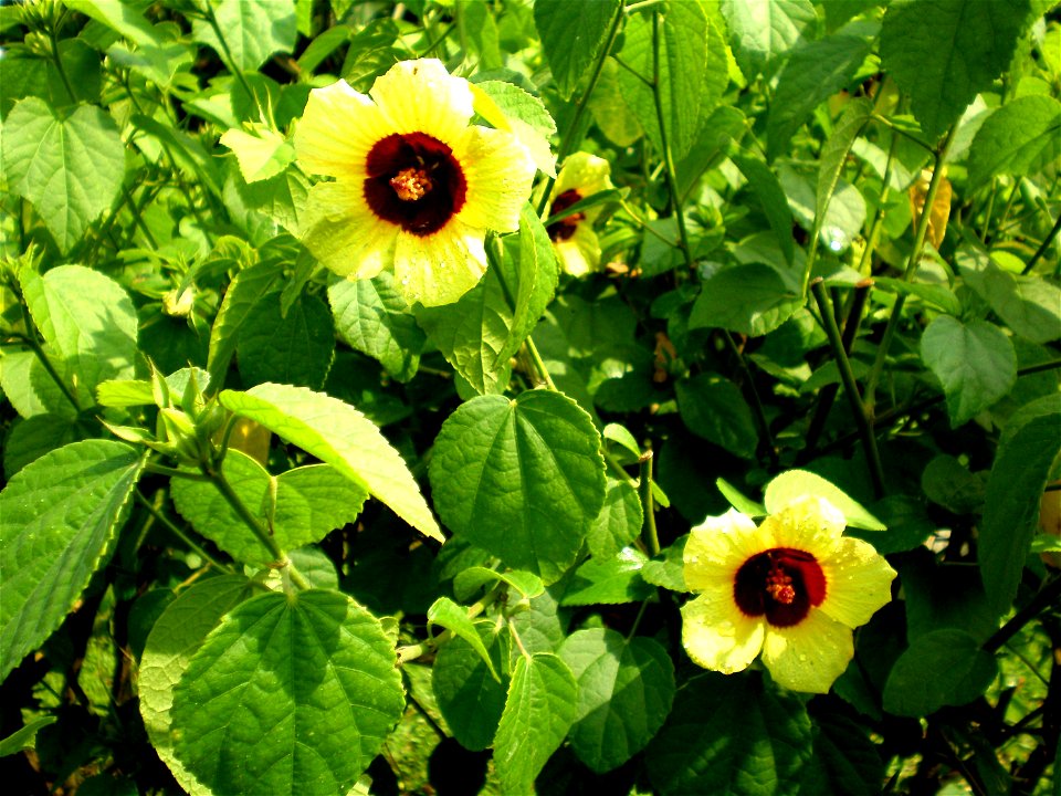 Flowers of Hibiscus taiwanensis (Malvaceae)