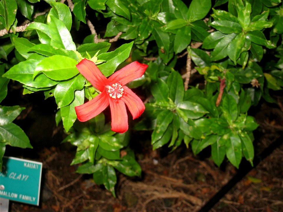 Hibiscus clayi in the Koko Crater Botanical Garden, Honolulu, Hawaii, USA.