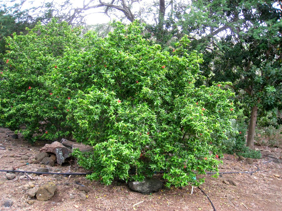 Hibiscus clayi in the Koko Crater Botanical Garden, Honolulu, Hawaii, USA.