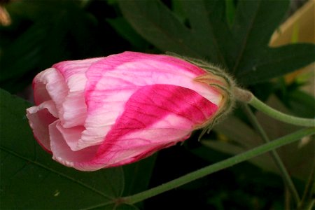 Hibiscus splendens - flower, a rainforest tree or shrub of eastern Australia