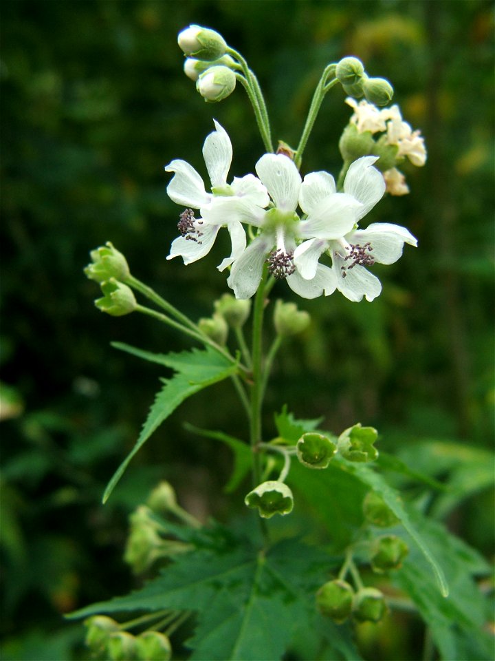 Flowers of Sida hermaphrodita