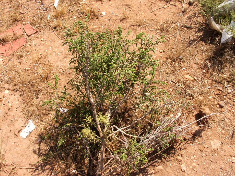 Thymelaea hirsuta, salado.