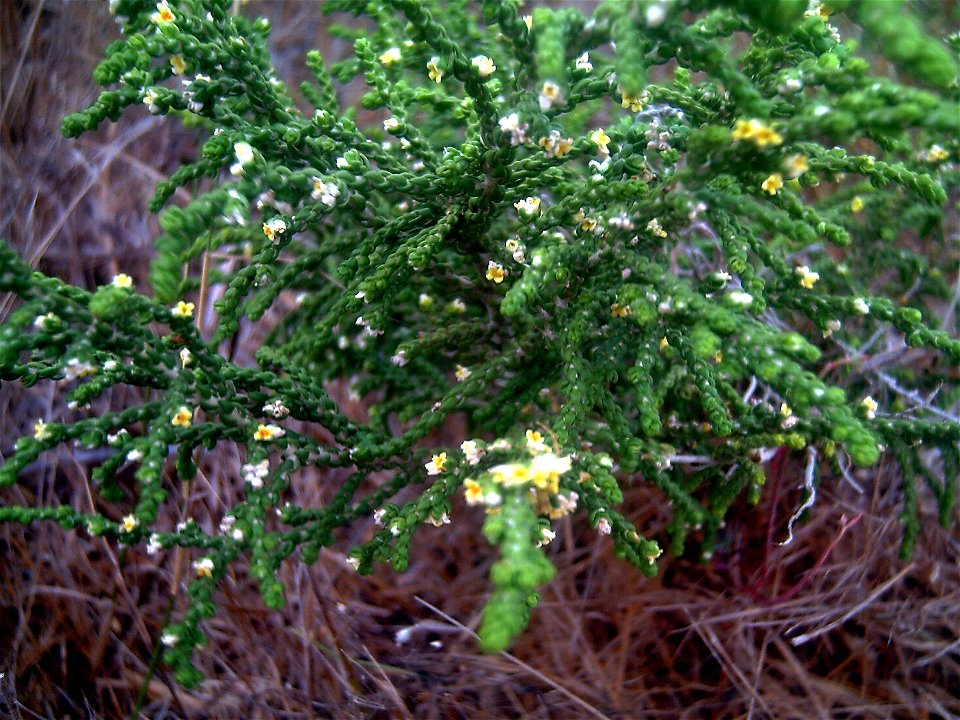 Thymelaea_hirsuta en La Mata Torrevieja, Spain.