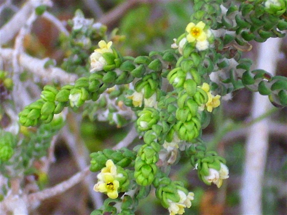 Thymelaea hirsuta Stems close up, La Mata, Torrevieja, Alicante, Spain.