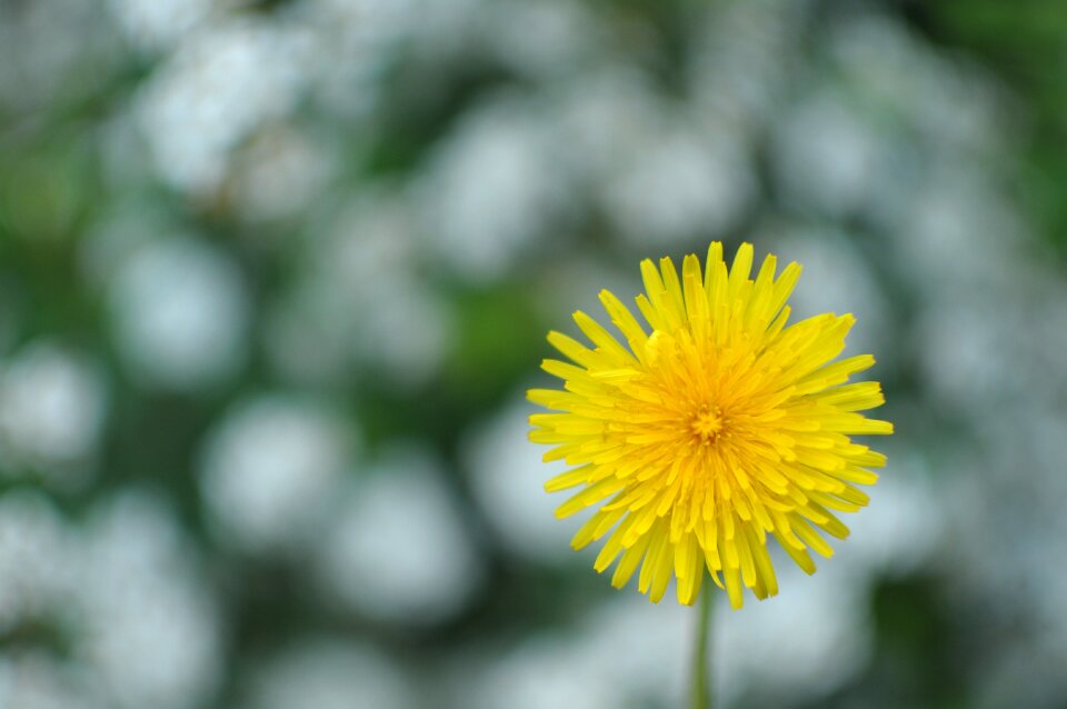 Flora nature spring