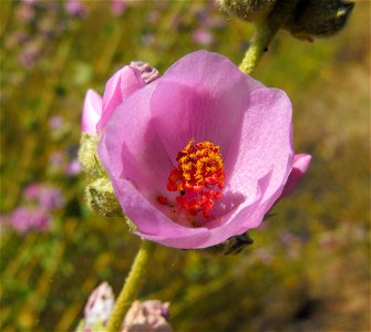 Malacothamnus fasciculatus at Lake Poway in Poway, California, USA.