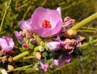 — Chaparral mallow. At Lake Poway, in San Diego County, NW Peninsular Ranges, Southern California. photo