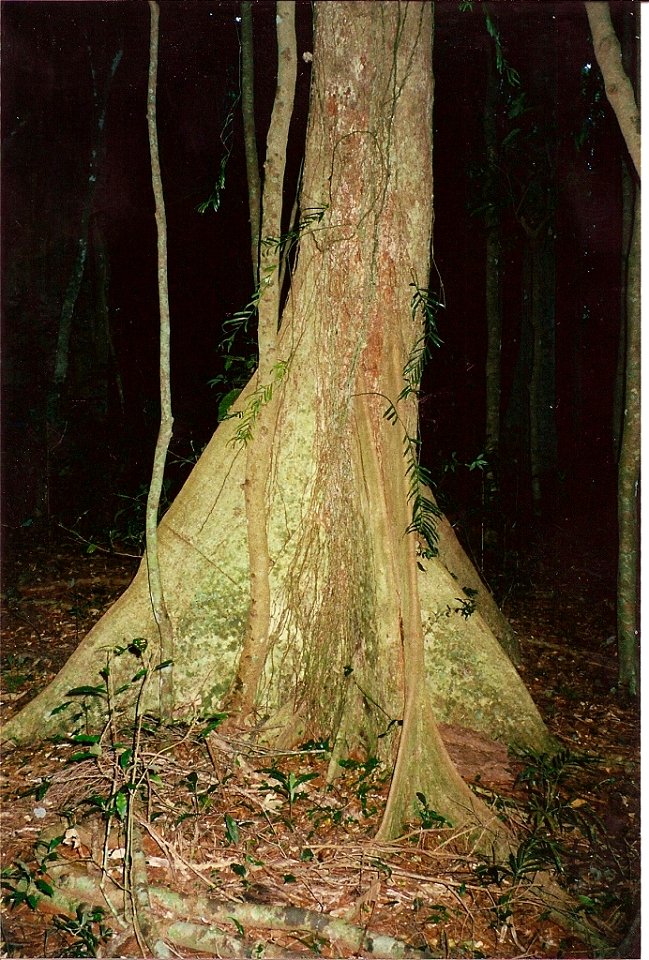 White Booyong at Alstonville NSW, (Davis Scrub)