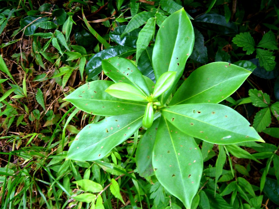Sırımbağı (Daphne pontica)