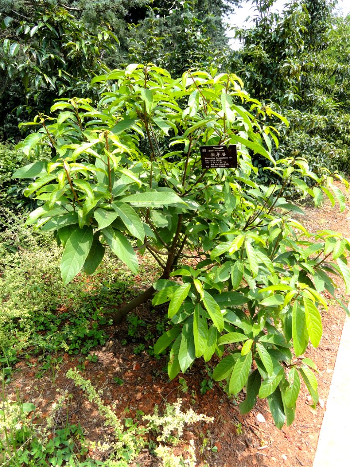 Plant specimen in the Kunming Botanical Garden, Kunming, Yunnan, China.