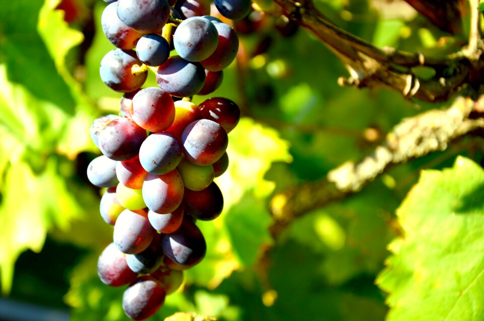 Grapevine vine fruit