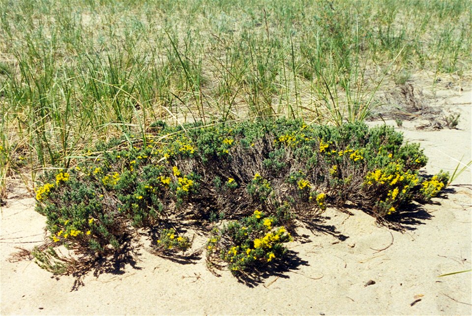 Hudsonia tomentosa (beach heath), Pancake Bay Provincial Park, Ontario, Canada