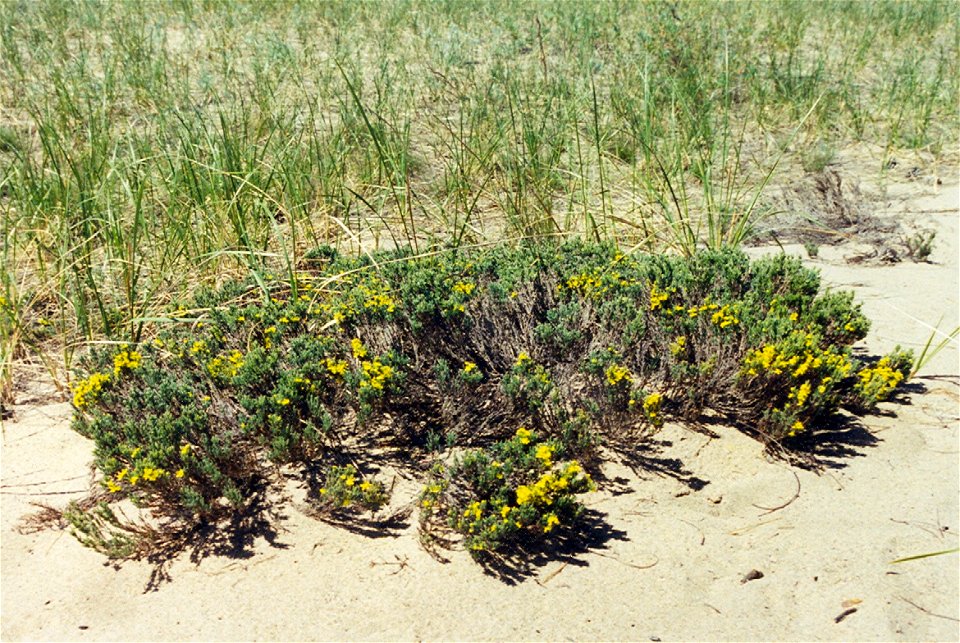 Hudsonia tomentosa (beach heath), Pancake Bay Provincial Park, Ontario, Canada photo