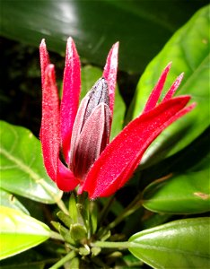 Botanical specimen in the Palmengarten, Frankfurt am Main, Germany. photo