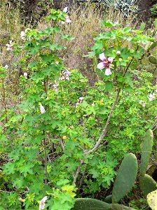 Malva canariensis. Malva de Risco. Barranco de Masca en el Parque Natural de Teno (Tenerife)