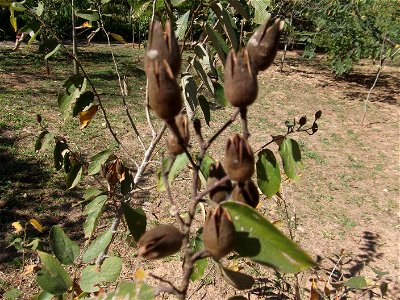 Planta Açoita-cavalo Luehea divaricata com detalhe para os frutos maduros da planta.
