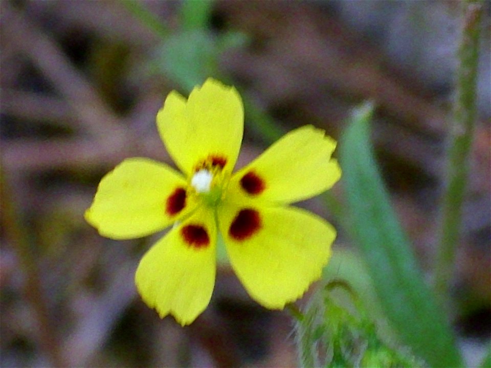 Tuberaria guttata flower close up, Dehesa Boyal de Puertollano, Spain