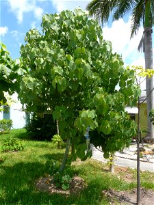 Cultivated Hildegardia populifolia tree in Hollywood, Florida, approx. 4 years old.