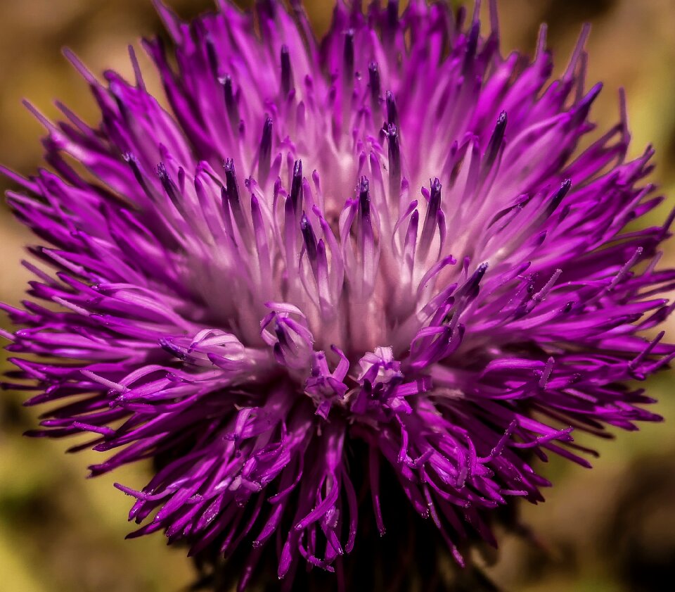 Purple spring flowering