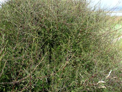 Plagianthus divaricatus by Sunita Singh via iNaturalist