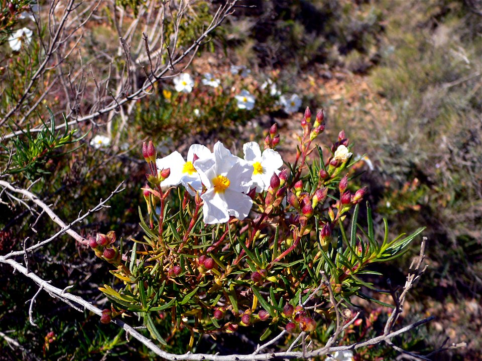 Cistus Clusii en el Puntal del Moco, Parque Natural de la Sierra de la Muela en Cartagena (Spain) photo