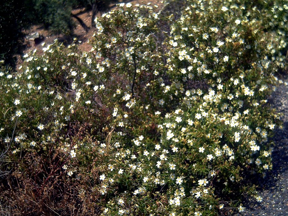 Cistus clusii Habitus Valle de Alcudia, Spain