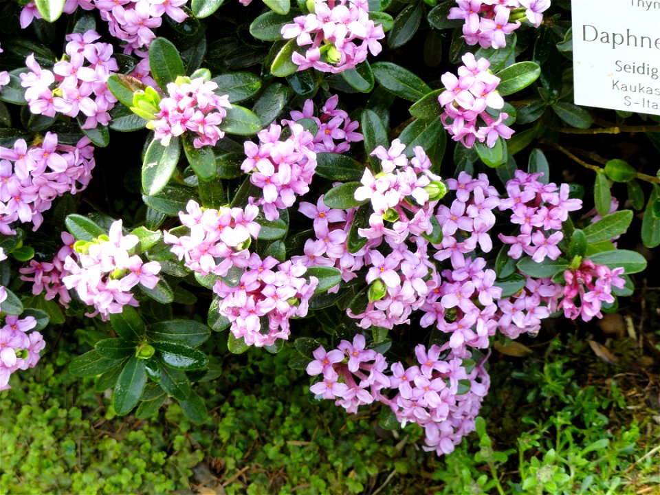 Daphne sericea specimen in the Botanischer Garten München-Nymphenburg, Munich, Germany. photo