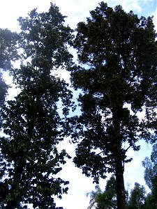 Upuna borneensis - Forest Resarch Institute of Malaysia