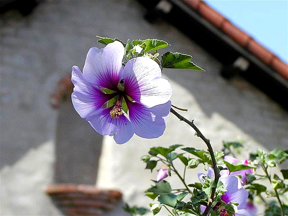 Image title: Flowers missions leaves leaf roofs Image from Public domain images website, http://www.public-domain-image.com/full-image/flora-plants-public-domain-images-pictures/flowers-public-domain- photo