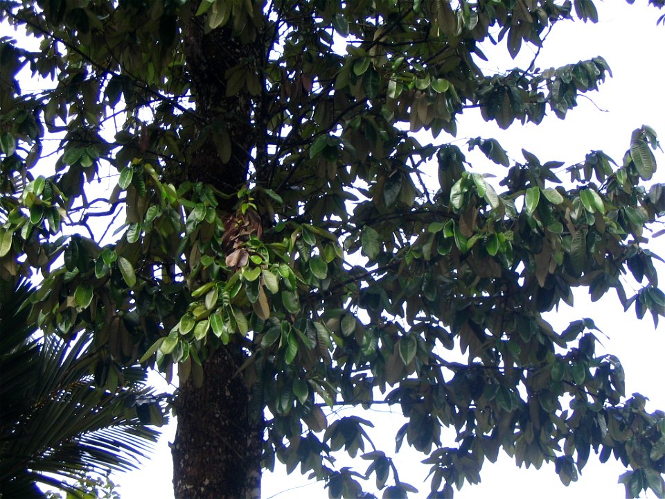 Upuna bornensis - Feuillages  - Forest research institute Malyasia