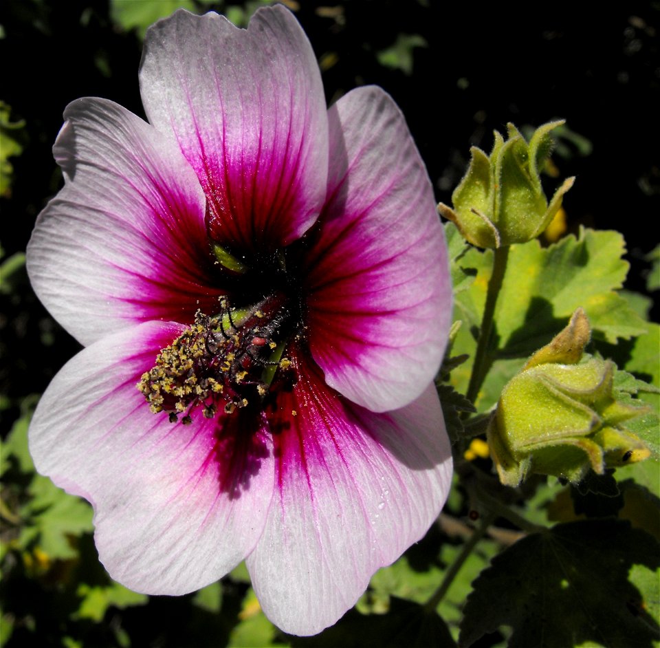 syn. Lavatera bicolor — Tree mallow.
At the Mediterranean Garden, San Diego State University, in San Diego, California.