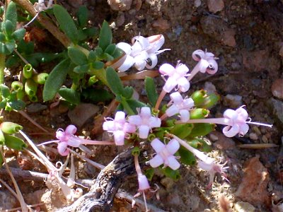 Putoria calabrica in Sierra de Alfacar y Víznar, Granada, Spain.