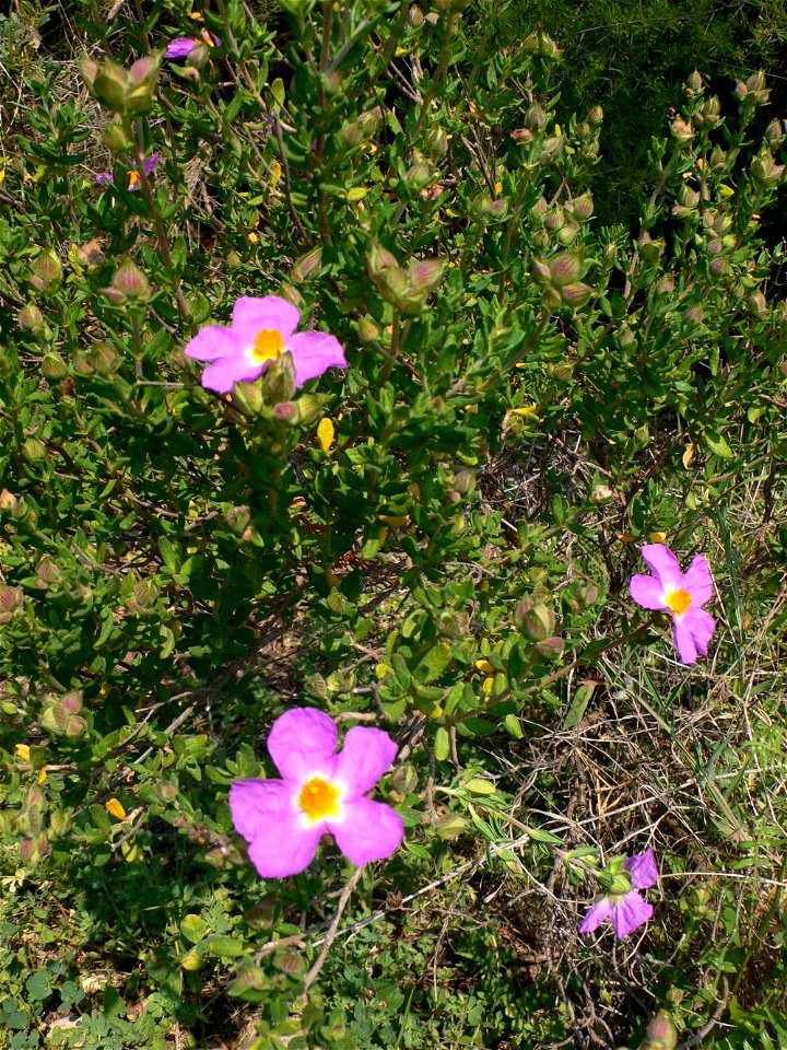 Cistus heterophyllus subsp.carthaginensis [Cistaceae]. Jara de cartagena. Especie en extremo peligro de extinción. Ejemplar de repoblación en la población de Canteras (Cartagena).
