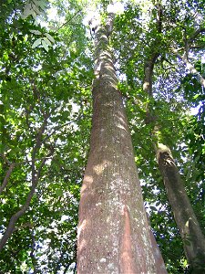Kostermansia malayana