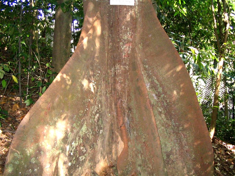 Kostermansia malayana base du tronc