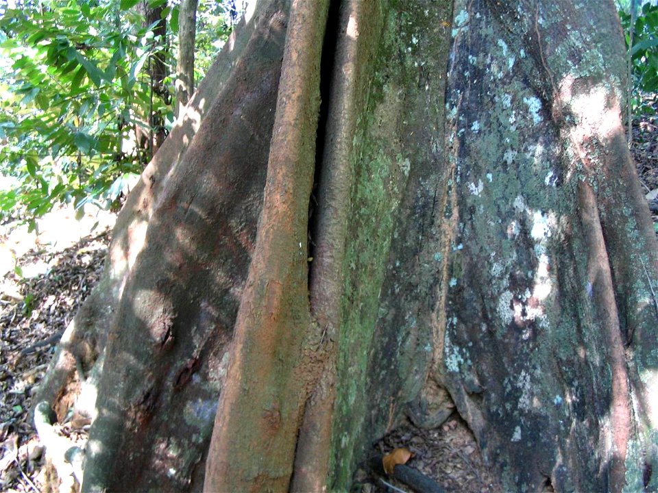 Kostermansia malayana - base du tronc