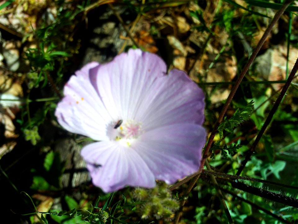 Malva tournefortiana flower close up, Dehesa Boyal de Puertollano, Spain
