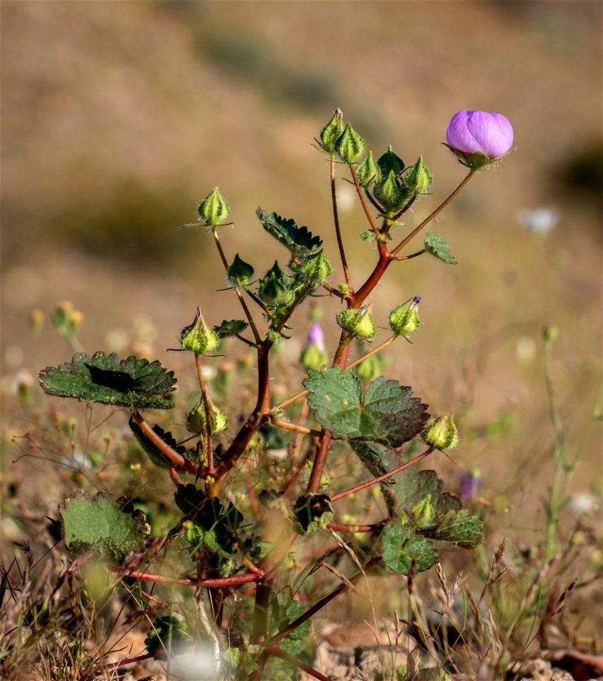 Desert fivespot Eremalche rotundifolia
