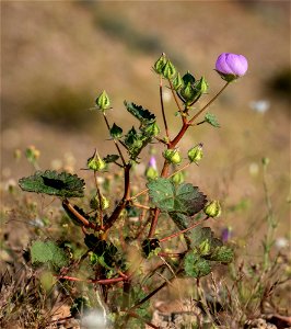 Desert fivespot Eremalche rotundifolia photo