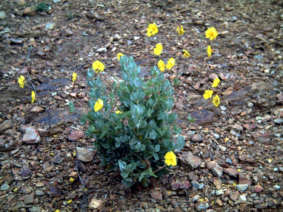 Halimium halimifolium Habitus, Dehesa Boyal de Puertollano, Spain photo