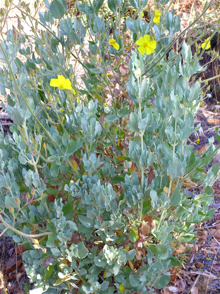 Halimium halimifolium habit, Dehesa Boyal de Puertollano, Spain