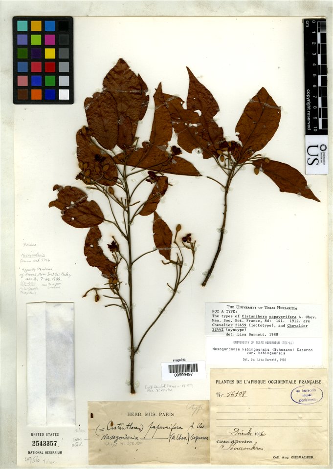 Object Details
Biogeographical Region

22 - West Tropical Africa
Record Last Modified

22 Apr 2021
Specimen Count

1
Collection Date

Dec 1906
Barcode

00599497
Other Numbers

fiche number : 0528