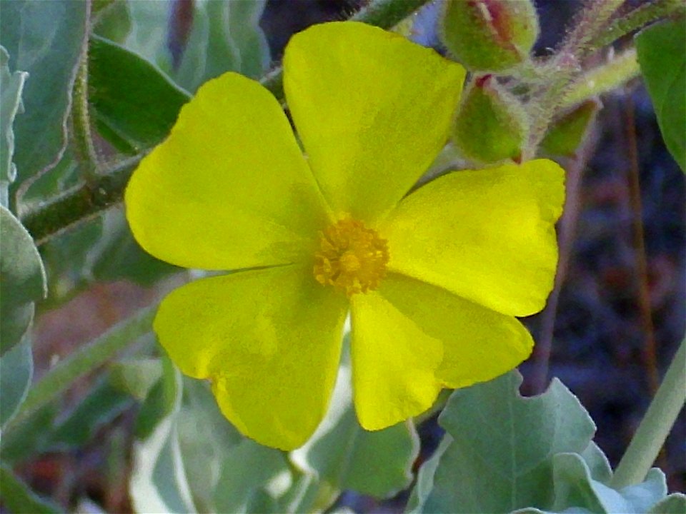 Halimium halimifolium close up, Dehesa Boyal de Puertollano, Spain